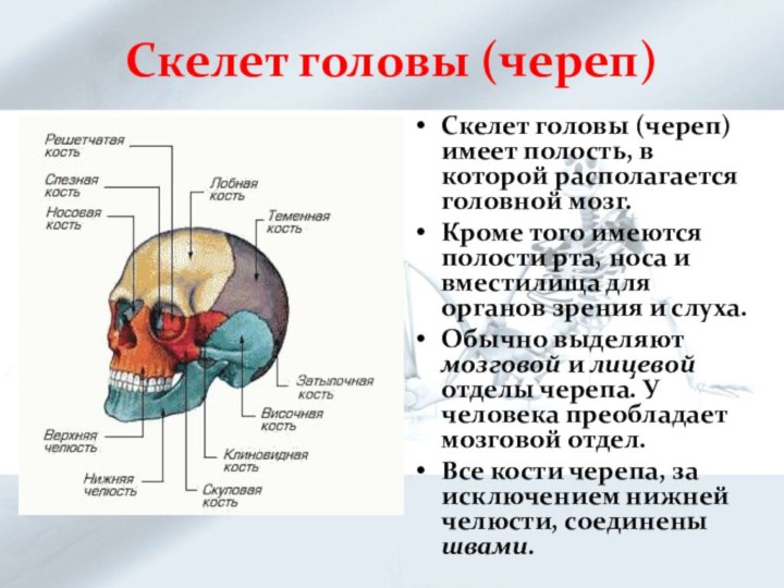 Скелет головы (череп)Скелет головы (череп) имеет полость, в которой располагается головной мозг.