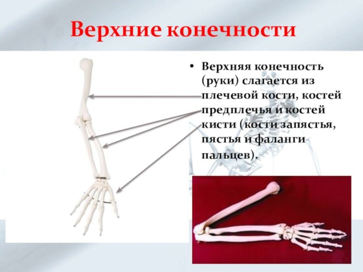 Верхние конечностиВерхняя конечность (руки) слагается из плечевой кости, костей предплечья и