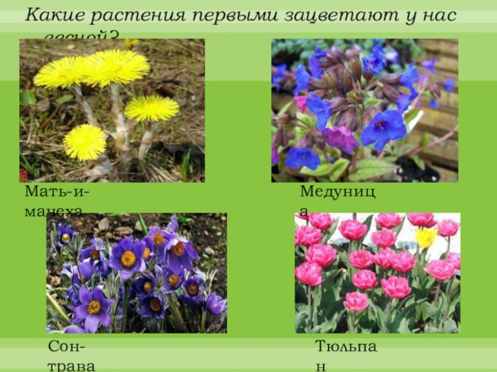 Какие растения первыми зацветают у нас весной?Мать-и-мачехаМедуницаСон-траваТюльпан