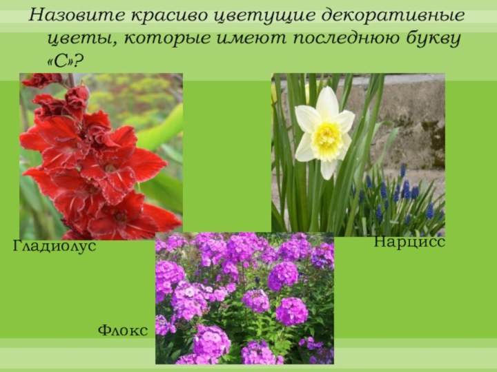 Назовите красиво цветущие декоративные цветы, которые имеют последнюю букву «С»? ГладиолусНарциссФлокс
