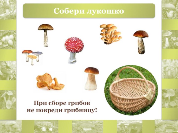 Собери лукошкоПри сборе грибов не повреди грибницу!