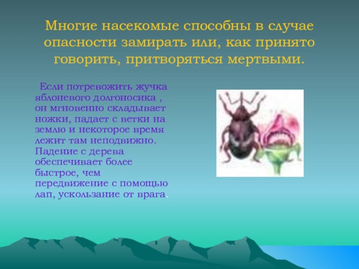 Многие насекомые способны в случае опасности замирать или, как принято говорить,
