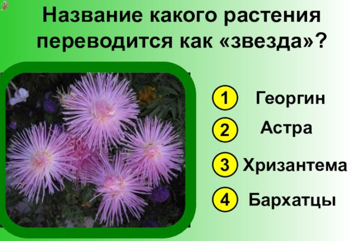 Название какого растения переводится как «звезда»?1342ГеоргинАстраХризантемаБархатцы