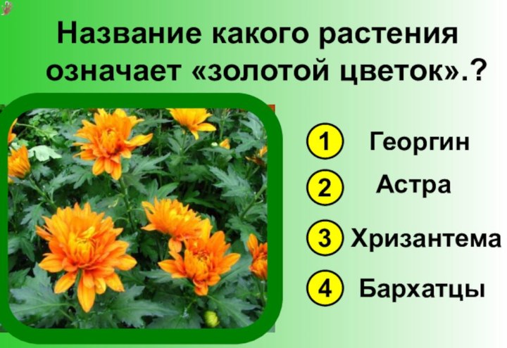 Название какого растения означает «золотой цветок».?1342ГеоргинАстраХризантемаБархатцы