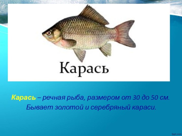 Карась – речная рыба, размером от 30 до 50 см. Бывает золотой и серебряный караси.