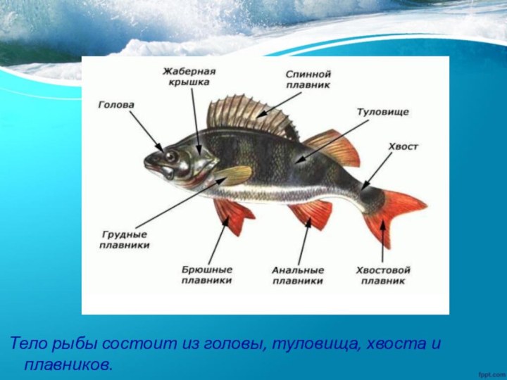 Тело рыбы состоит из головы, туловища, хвоста и плавников.
