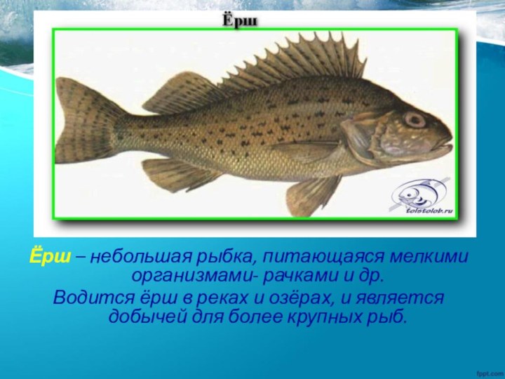 Ёрш – небольшая рыбка, питающаяся мелкими организмами- рачками и др. Водится ёрш