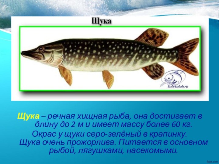 Щука – речная хищная рыба, она достигает в длину до 2 м