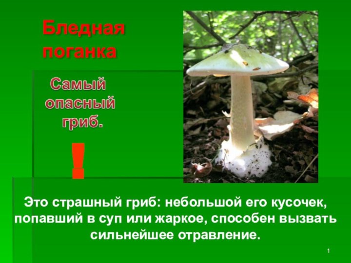 Бледная поганка!Это страшный гриб: небольшой его кусочек, попавший в суп или жаркое, способен вызвать сильнейшее отравление.