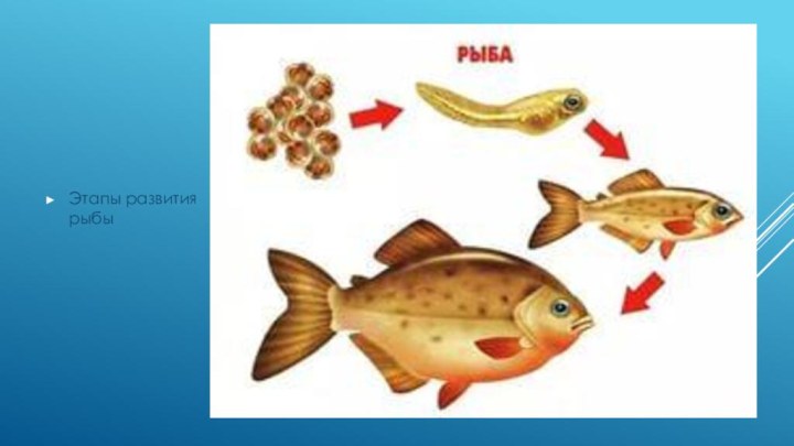 Этапы развития рыбы