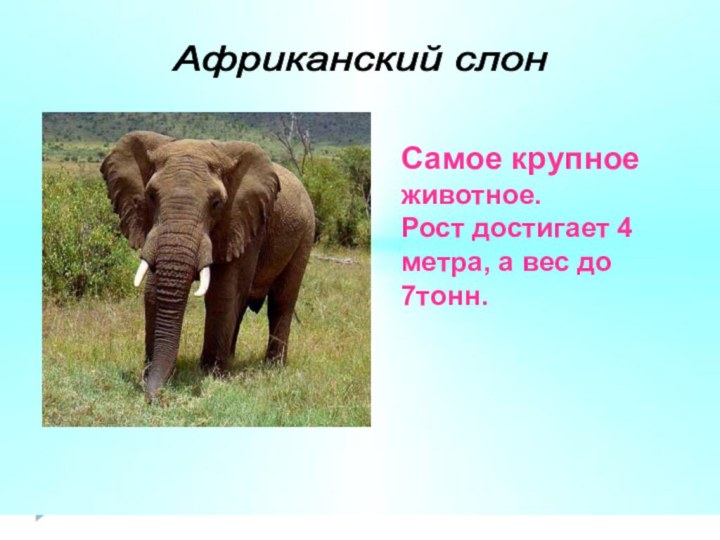 Африканский слон Самое крупное животное.Рост достигает 4 метра, а вес до 7тонн.