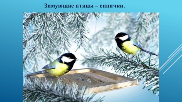Зимующие птицы – синички.
