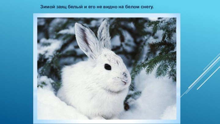 Зимой заяц белый и его не видно на белом снегу.