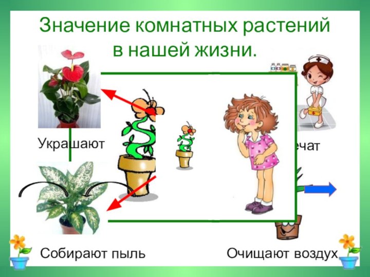 Значение комнатных растений  в нашей жизни.УкрашаютЛечатСобирают пыльОчищают воздух