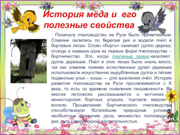 История мёда и егополезные свойства. Поначалу пчеловодство на Руси было примитивным. Славяне