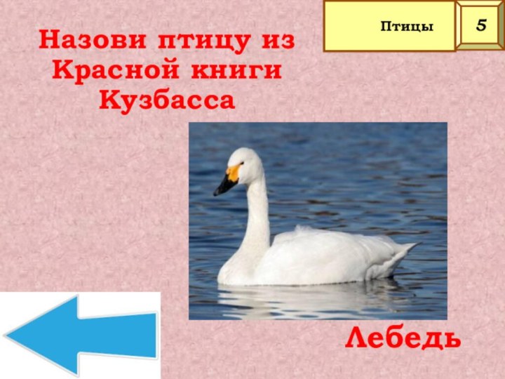 Лебедь Назови птицу из Красной книги Кузбасса5Птицы