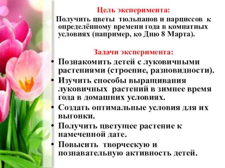 Цель эксперимента:  Получить цветы тюльпанов и нарциссов к определённому времени года