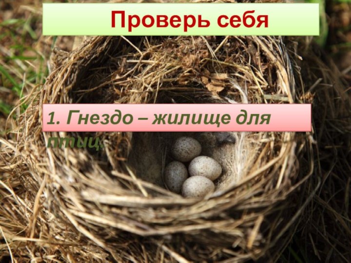 Проверь себя1. Гнездо – жилище для птиц.
