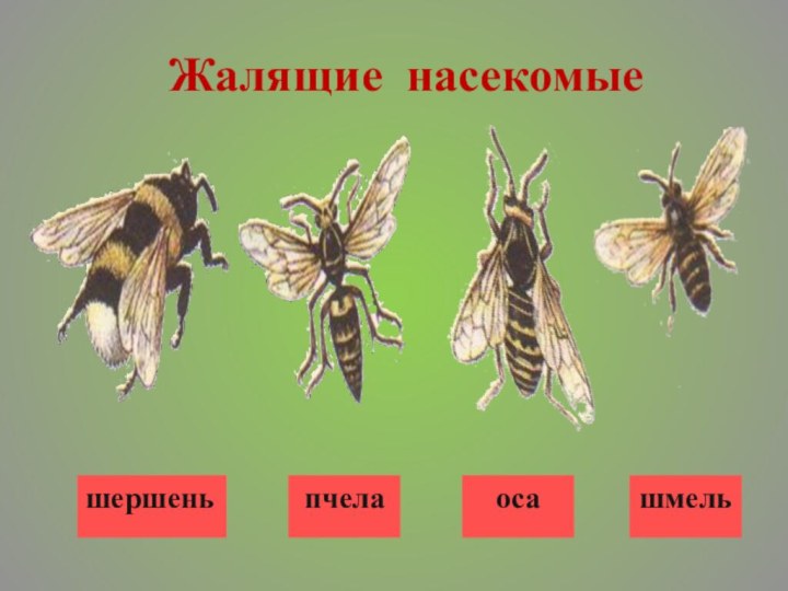 Жалящие насекомыешмельосашершень пчела
