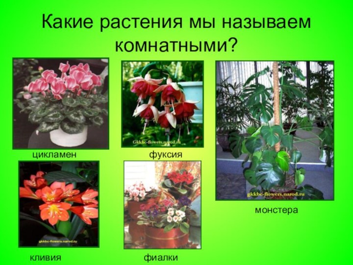 Какие растения мы называем комнатными?цикламенфуксиямонстеракливияфиалки