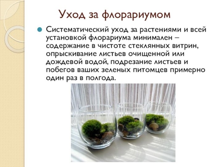 Уход за флорариумомСистематический уход за растениями и всей установкой флорариума минимален –