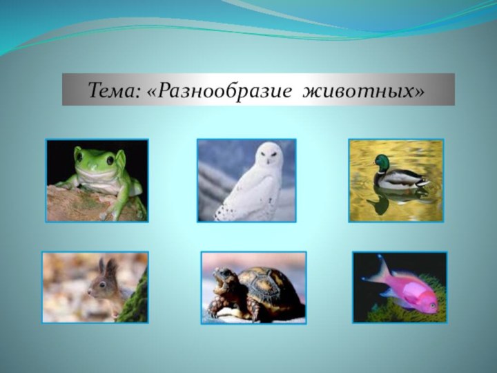 Тема: «Разнообразие животных»