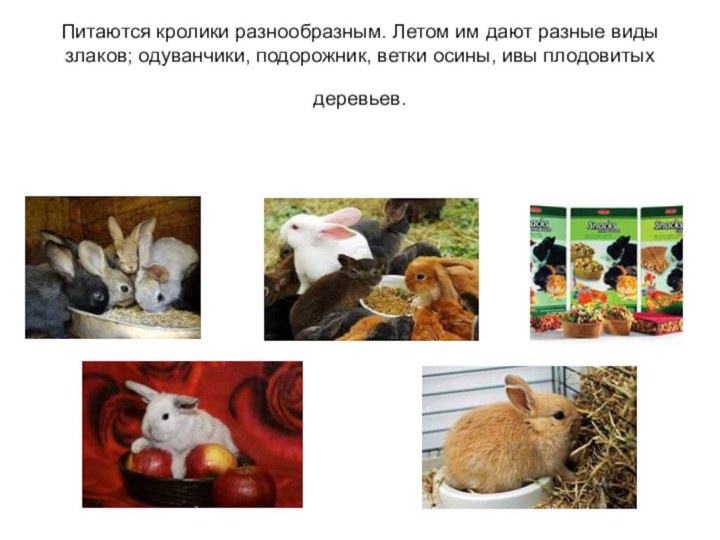 Питаются кролики разнообразным. Летом им дают разные виды злаков; одуванчики, подорожник, ветки