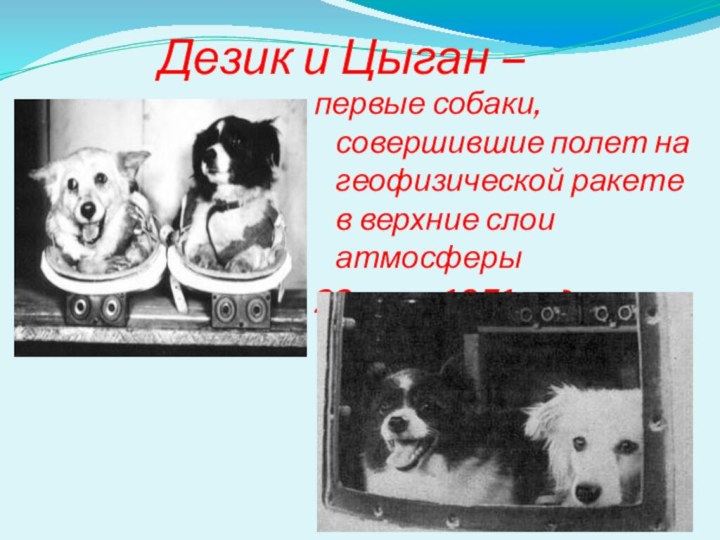 Дезик и Цыган –  первые собаки, совершившие полет на геофизической
