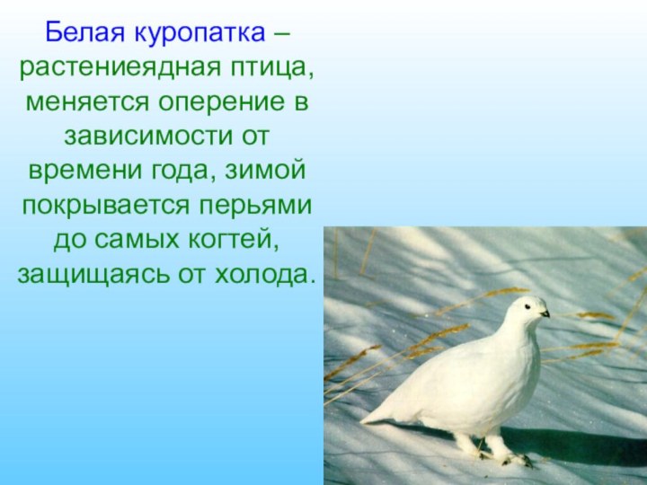 Сороковская Людмила Анатольевна, 4 «В» классБелая куропатка – растениеядная птица, меняется оперение
