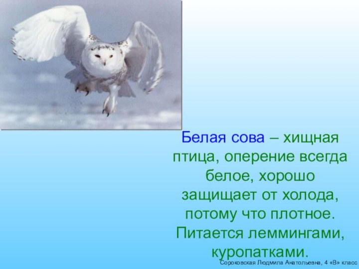 Сороковская Людмила Анатольевна, 4 «В» классБелая сова – хищная птица, оперение