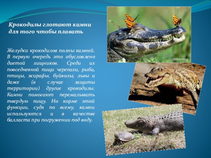 Желудки крокодилов полны камней. В первую очередь это обусловлено диетой хищников.