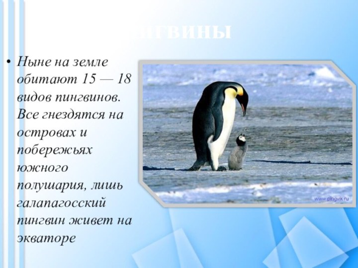 Ныне на земле обитают 15 — 18 видов пингвинов. Все гнездятся