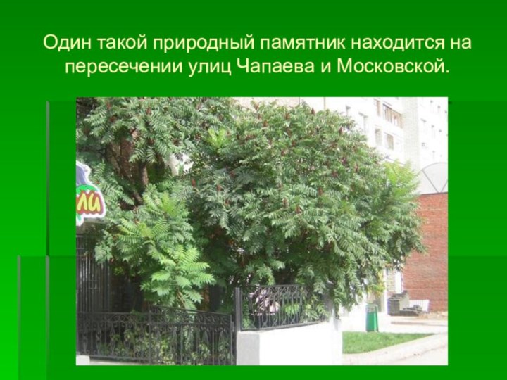 Один такой природный памятник находится на пересечении улиц Чапаева и Московской.