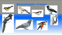 презентация зимующие птицы презентация к уроку по окружающему миру (средняя группа)