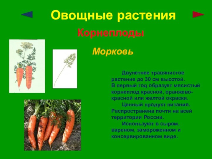 Овощные растенияКорнеплодыМорковь	Двулетнее травянистое растение до 30 см высотой. В первый год образует