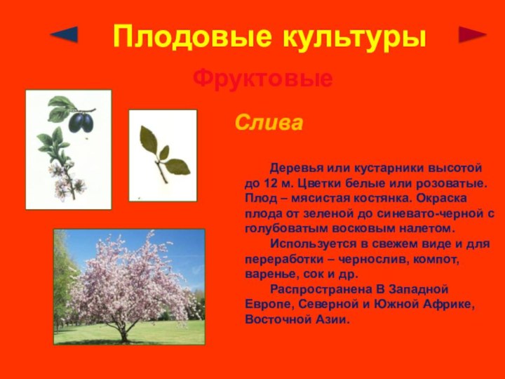 Плодовые культурыФруктовыеСлива	Деревья или кустарники высотой до 12 м. Цветки белые или розоватые.