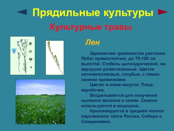 Прядильные культурыКультурные травыЛен	Однолетнее травянистое растение. Побег прямостоячий, до 70-100 см высотой. Стебель