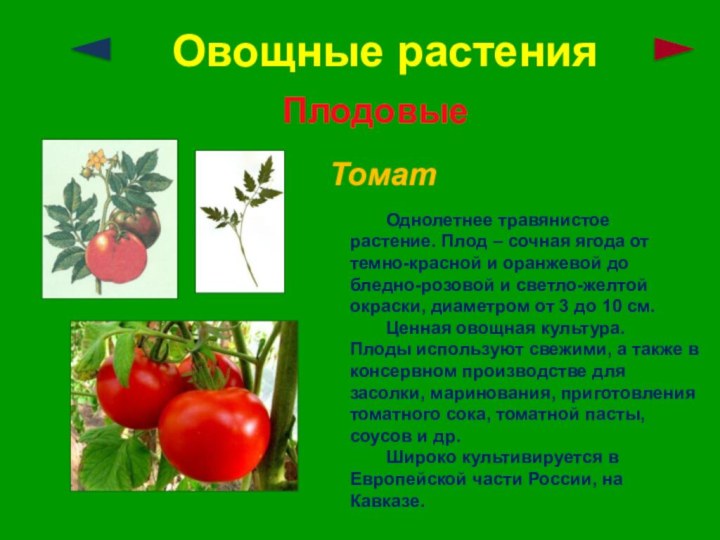 Овощные растенияПлодовыеТомат	Однолетнее травянистое растение. Плод – сочная ягода от темно-красной и оранжевой