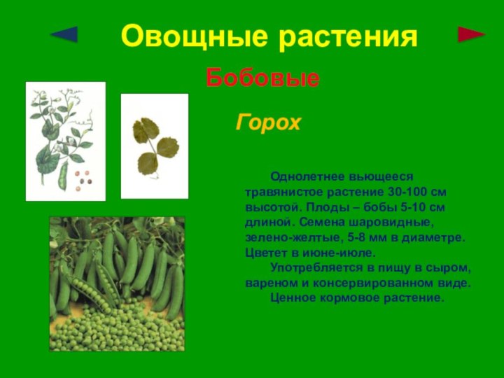 Овощные растенияБобовыеГорох	Однолетнее вьющееся травянистое растение 30-100 см высотой. Плоды – бобы 5-10