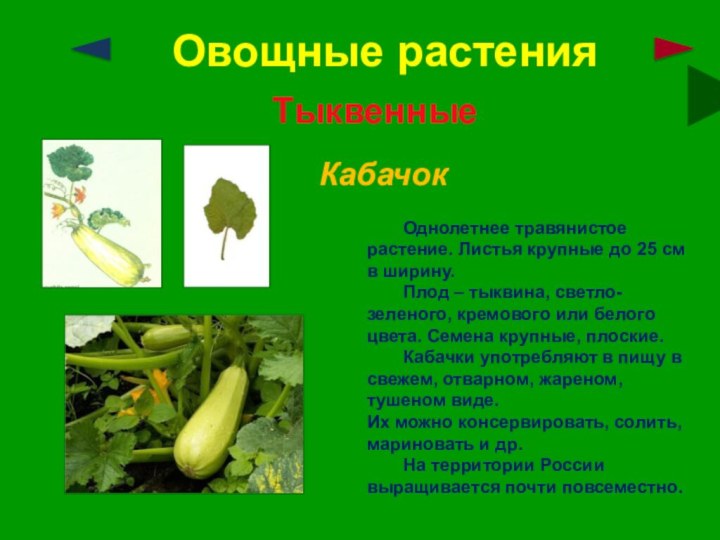 Овощные растенияТыквенныеКабачок	Однолетнее травянистое растение. Листья крупные до 25 см в ширину.	Плод –