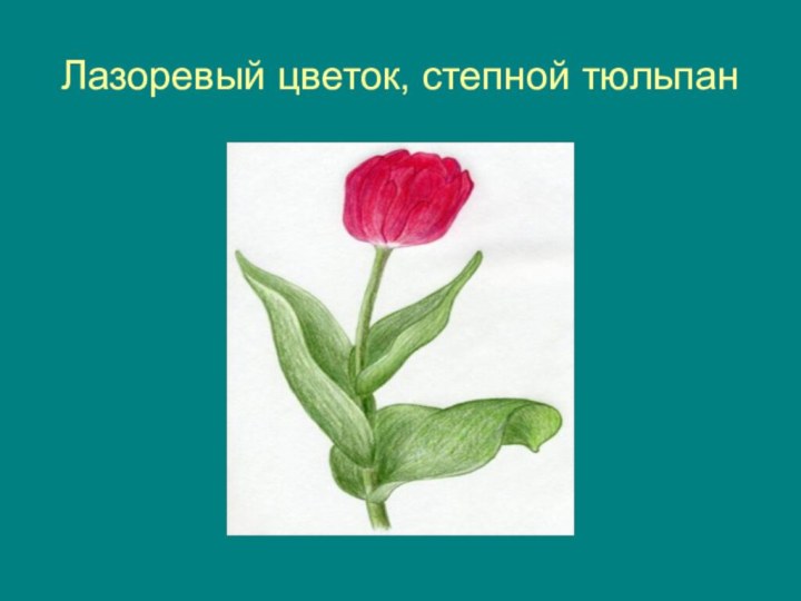 Лазоревый цветок, степной тюльпан