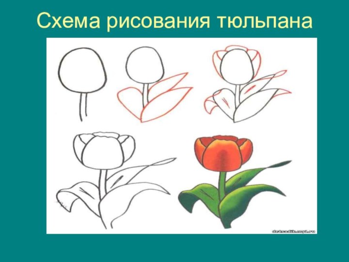 Схема рисования тюльпана