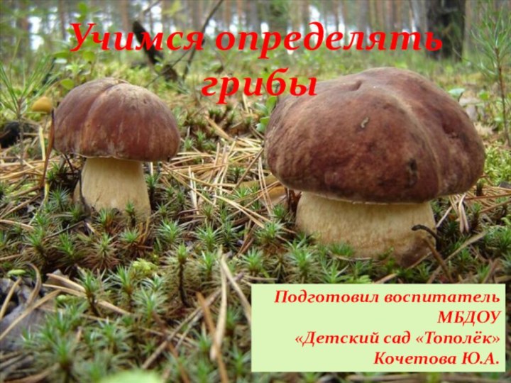 Учимся определять грибыПодготовил воспитательМБДОУ «Детский сад «Тополёк»Кочетова Ю.А.