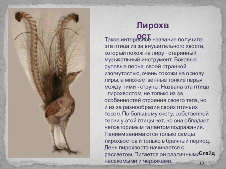 ЛирохвостТакое интересное название получила эта птица из-за внушительного хвоста, который похож на