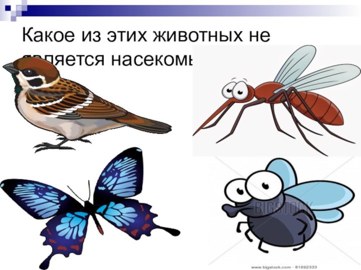 Какое из этих животных не является насекомым?
