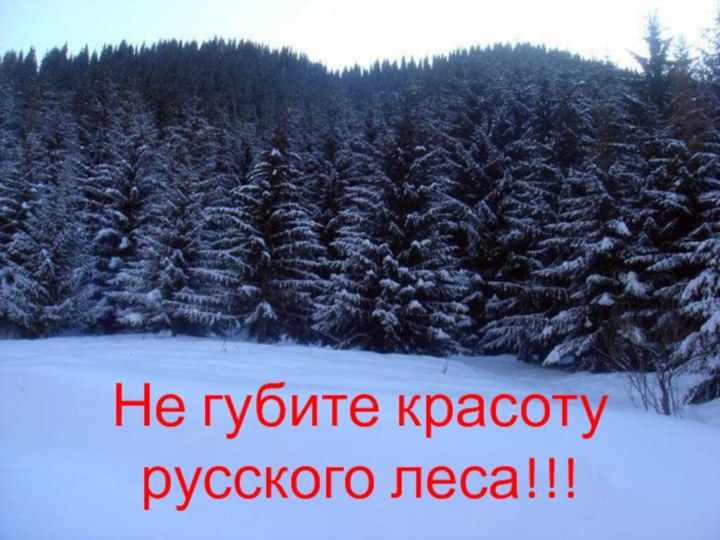 Не губите красоту русского леса!!!
