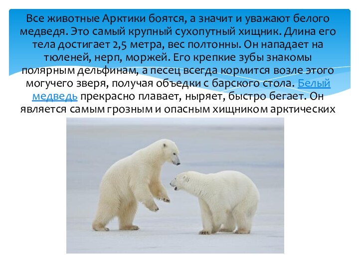 Все животные Арктики боятся, а значит и уважают белого медведя. Это самый
