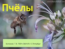 Презентация Пчелы видеоурок по окружающему миру
