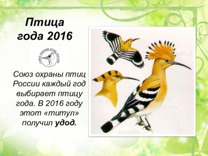 Птица года 2016Союз охраны птиц России каждый год выбирает птицу года.