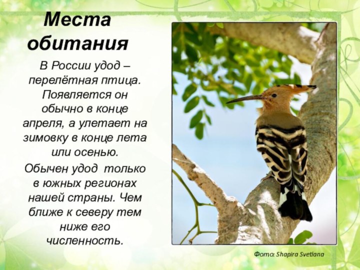 Места обитанияВ России удод – перелётная птица. Появляется он обычно в конце